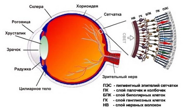 Анатомическое строение глаза человека